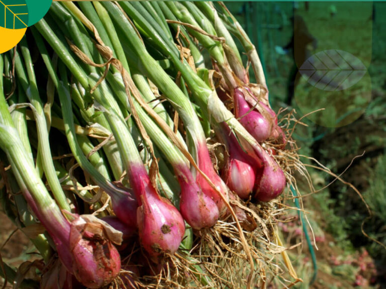 Harga Bawang Sangat Jomplang, Di Petani Rp 20 Ribu Di Konsumen Rp 60 Ribu Foto : Ist