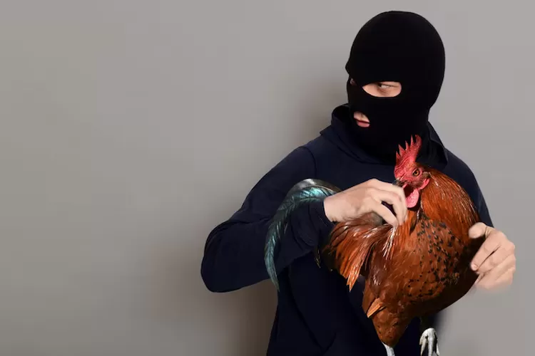 Polisi Bekuk Maling Ayam 88 Ekor Ilustarsi