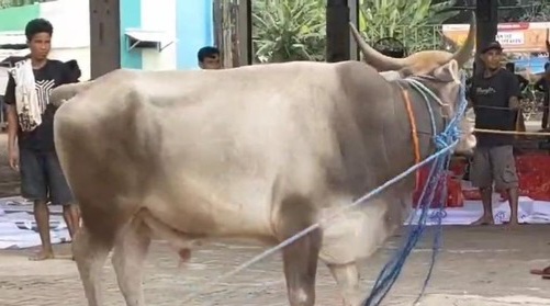 Aksi Heroik Iptu Rahmat Amankan Sapi Mengamuk di Pondok Aren, Sempat Diseruduk Foto : Ist