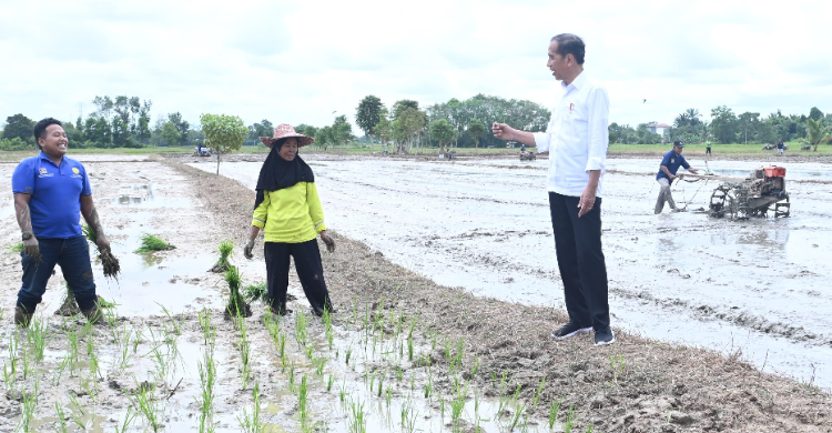 Jokowi Tinjau Pompanisasi di Kotawaringin Timur Foto : Setpres