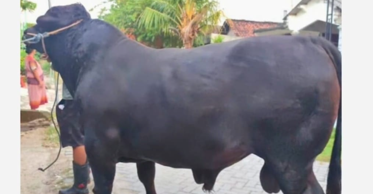 Megawati Kurban Sapi Hitam Berbobot 500 Kg Foto : Ist