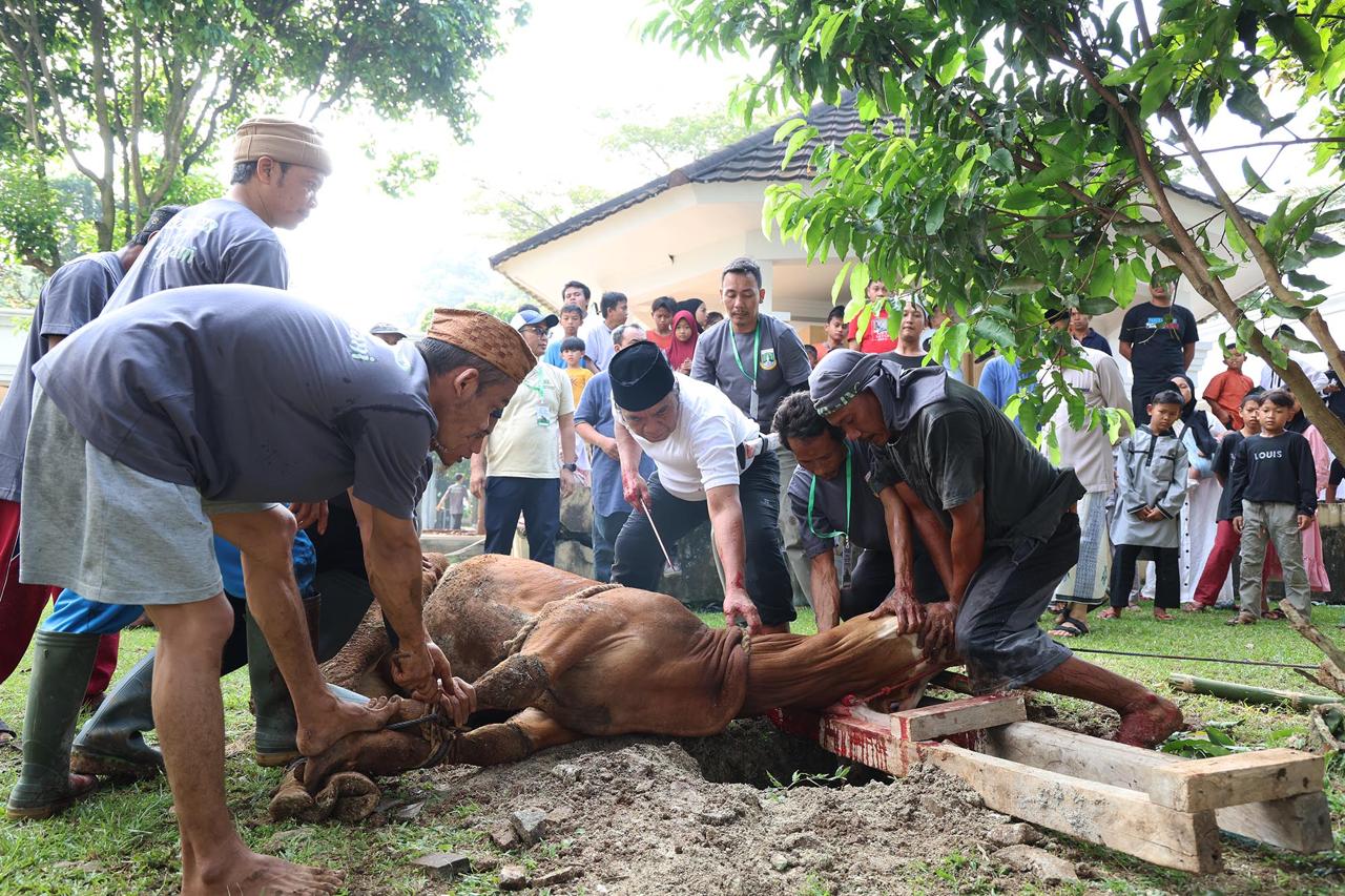 Pj Gubernur Banten Al Muktabar Laksanakan Salat Iduladha 1445 H dan Potong Hewan Kurban Foto : Humas Pemprov