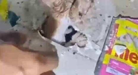 Kasihan, Anak Kucing Terjebak di Pipa Saluran di Tangerang selama Dua Hari! Foto : Ist