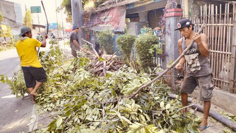 Disbudpar Mulai Antisipasi Pohon Tumbang Foto : Ist