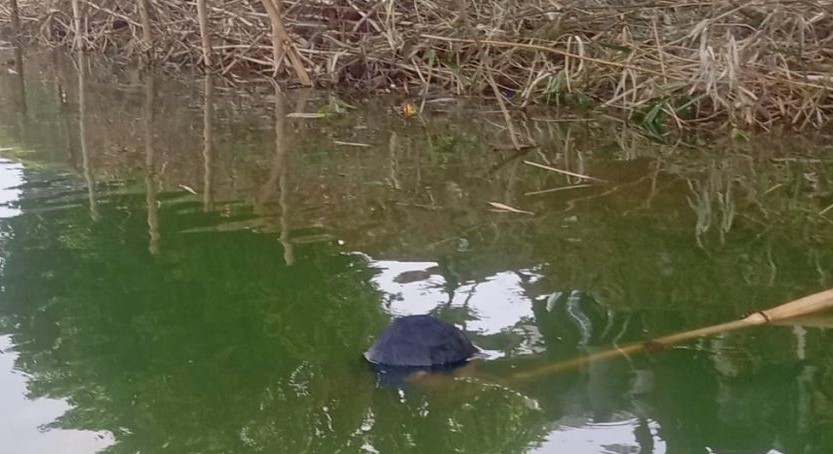 Geger! Mayat Ditemukan Mengambang di Situ Gintung Ciputat Timur Foto : Ist