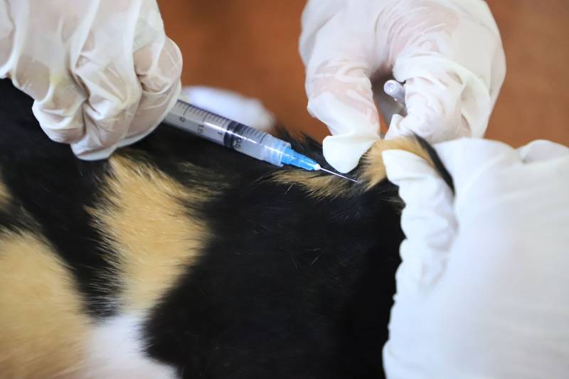 Pendaftaran Vaksinasi Rabies Gratis Dibuka Foto : Ist