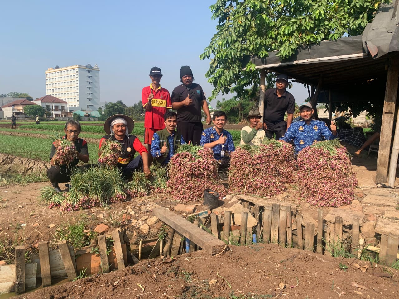 Petani Tangerang Panen Ratusan Kilogram Bawang dan Cabai Foto : Ist