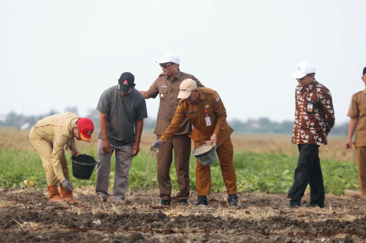 10 Hektar Lahan Dijadikan Ladang Pertanian Bawang Wali Kota Serang Nanang Saefudin bersama pihak terkait menaburkan pupuk di lahan pertanian bawang, di Sawah Luhur, Kecamatan Kasemen, Kota Serang, Selasa (8/10).(yul)