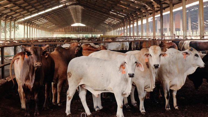 Pemerintah Akan Impor 200 Ribu Sapi Perah, Untuk Penuhi Kebutuhan MBG Foto : Ist