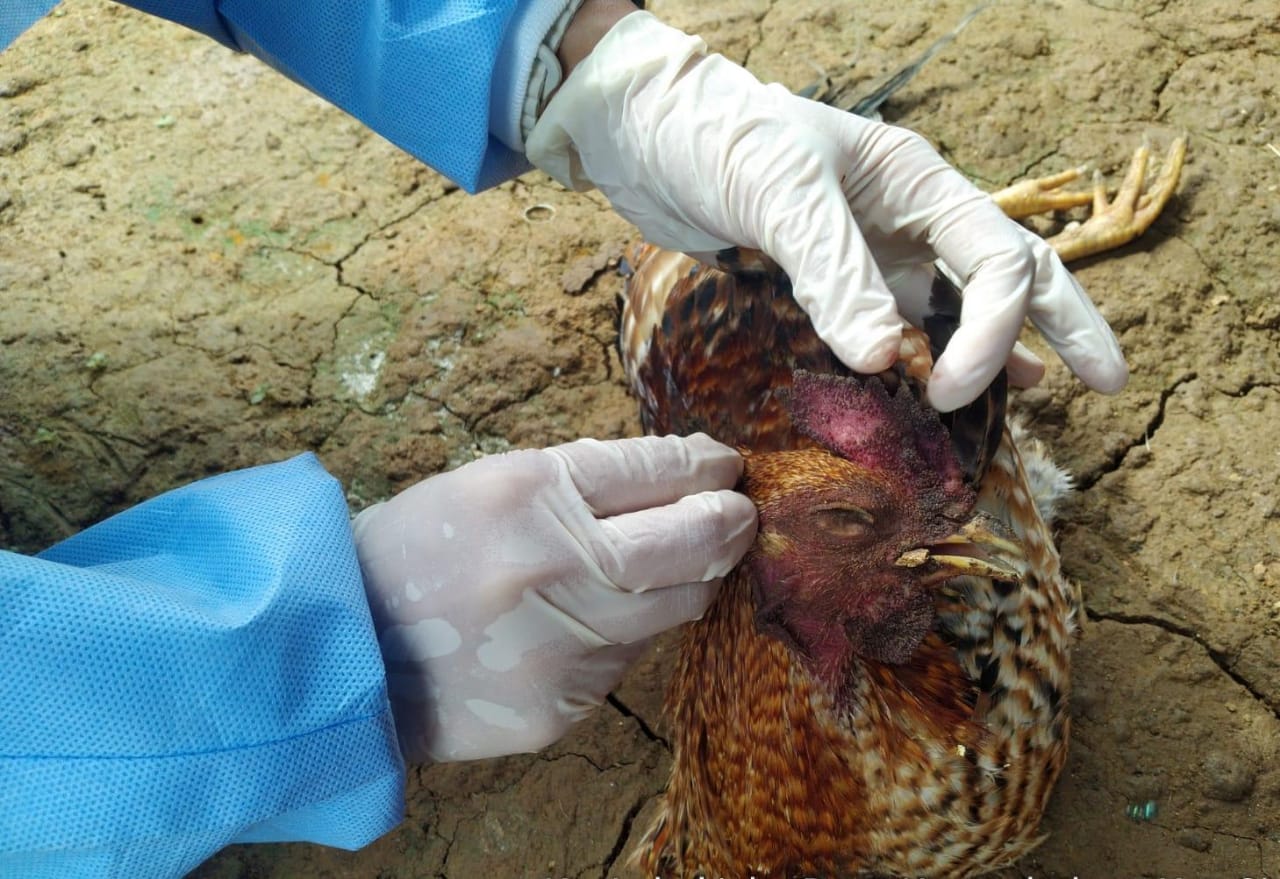 Puskeswan Pandeglang Imbau Pemilik Unggas dan Warga Waspadai Virus Flu Burung Ilustrasi flu burung.(Istimewa)