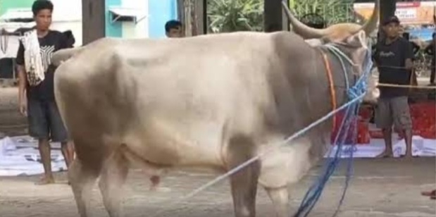 Damkar Evakuasi Sapi Tercebur ke Sumur di Tangerang Ilustrasi. Foto : Ist