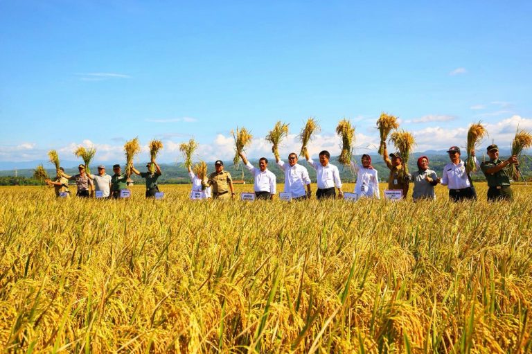 Bulog Catat Rekor, Serap Gabah Petani 2 Juta Ton Panen raya di Purbalingga, Jawa Tengah. Foto : Ist
