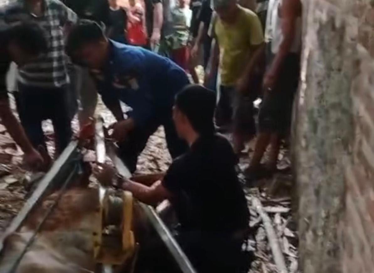 Damkar Evakuasi Induk Sapi dan Anaknya yang Tercebur ke Sumur di Tangerang Foto : Ist