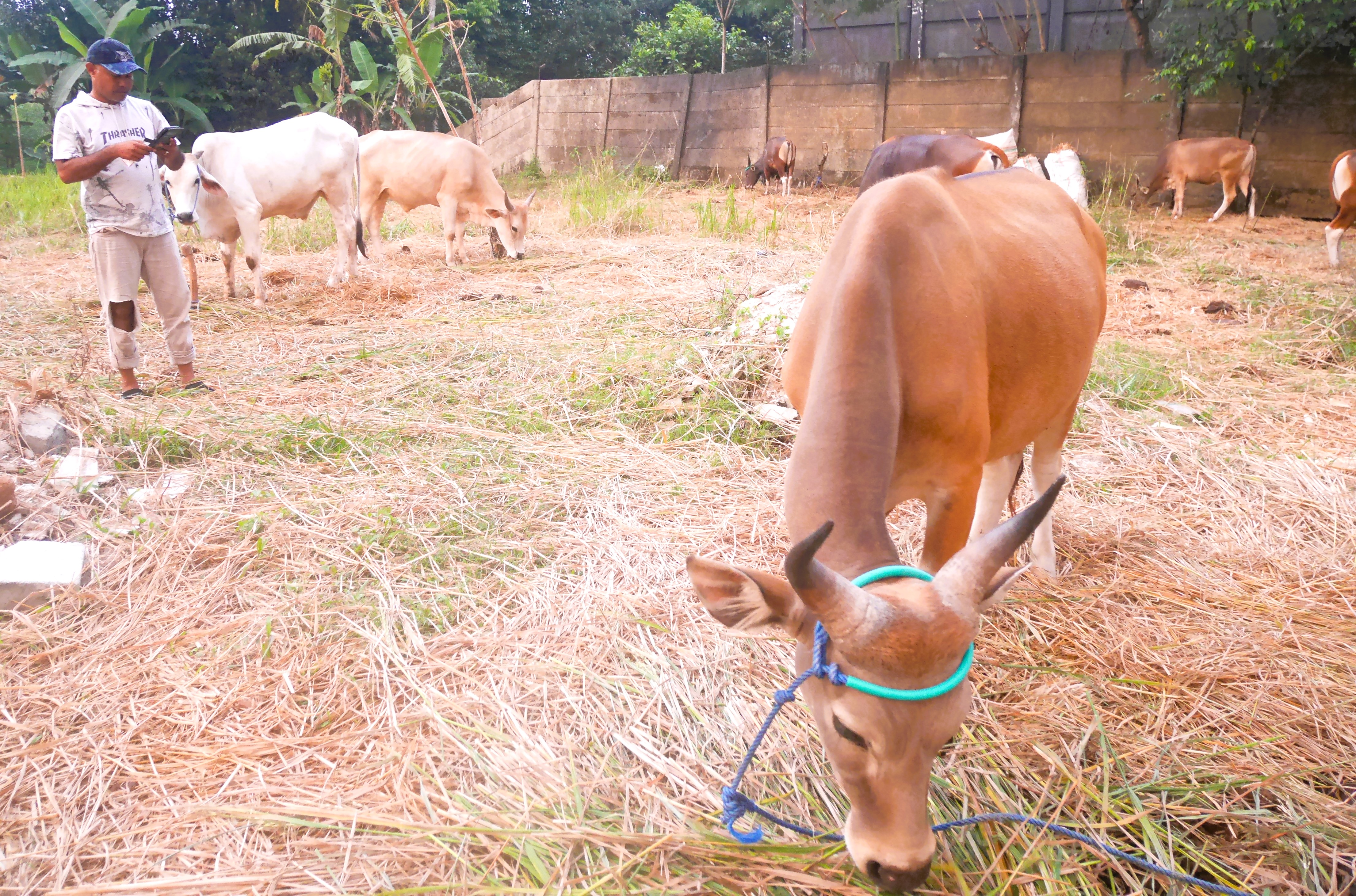 Distan Banten Bakal Periksa Kesehatan Hewan Kurban Herman (39), penjual sapi di Kecamatan Baros, Kabupaten Serang, Kamis (15/5/2025) sore.(Ari Supriadi-tangselpos.id)