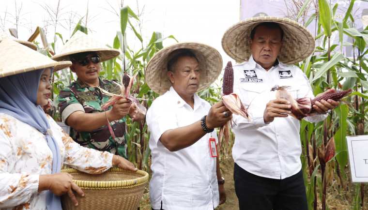 Jagung Pulut Didorong Jadi Alternatif Diversifikasi Pangan Panen bersama komoditas jagung pulut yang berlangsung di Desa Kaliasin, Kecamatan Sukamulya pada Senin (12/5).