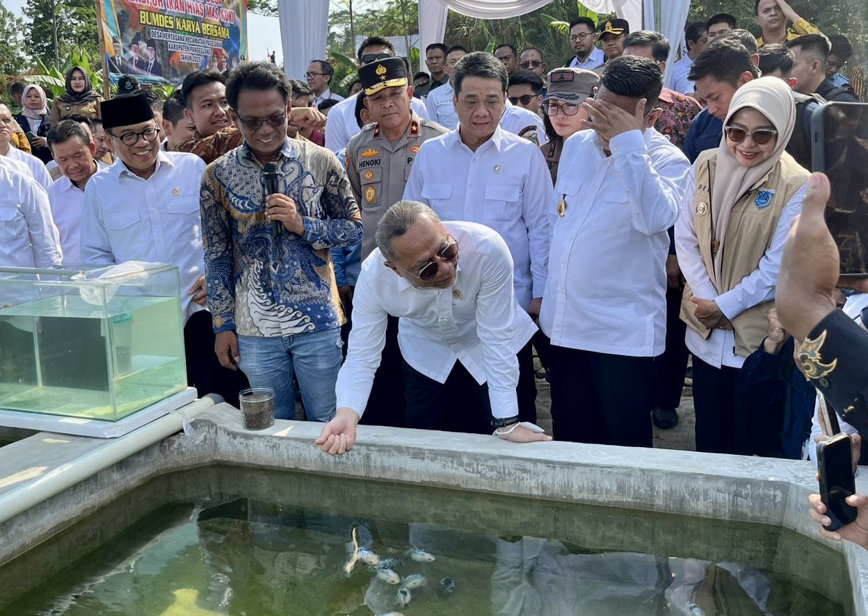 Menko Bidang Perekonomian, Zulkifli Hasan bersama dua Menteri lainnya, yang didampingi Bupati Pandeglang dan jajaran lainnya sedang meninjau budidaya ikan hias koki yang di ekspor ke pasar internasional, di wilayah Kabupaten Pandeglang, Kamis (8/5).