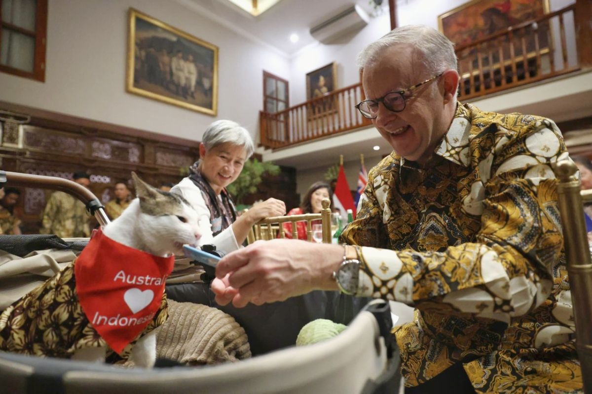 Kucing Boby Kartanegara Dapat Hadiah Syal Dari PM Australia Foto : Ist