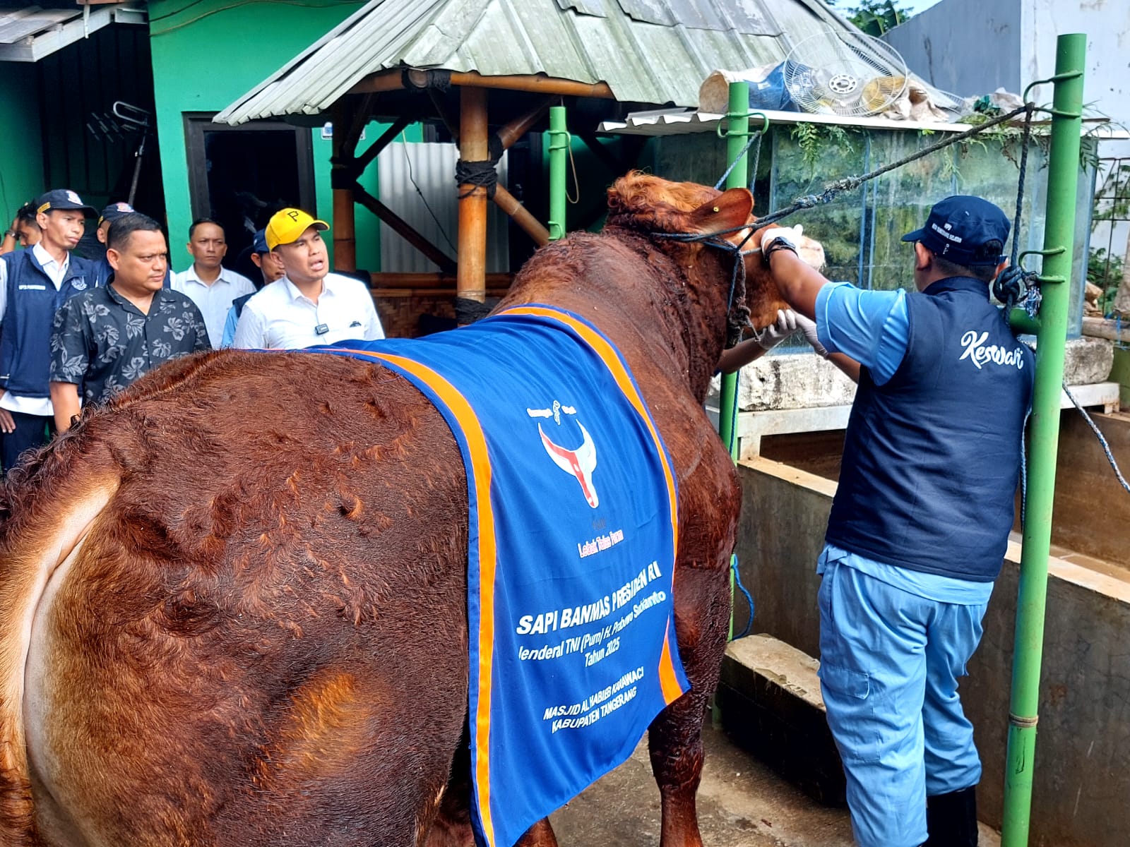 Sapi Berbobot 1 Ton Milik Presiden Siap Jadi Kurban di Islamic Center Tangsel Sapi limosin pilihan Presiden Prabowo Subianto berbobot 1,045 ton. (Ist)
