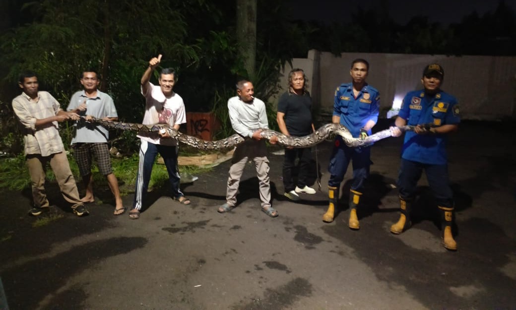 Sembunyi di Gorong-gorong, Ular Sanca Bobot 50 Kilo Gegerkan Warga Permata Pamulang Foto : Ist
