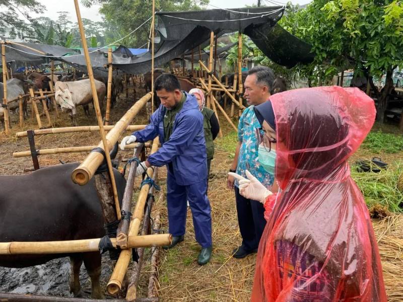 12.636 Hewan Kurban Dipastikan Bebas Wabah Zoonosis Petugas Dinas Ketahanan Pangan (DKP) Kota Tangerang tengah melakukan pengecekan terhadap hewan kurban jelang Hari Raya Idul Adha 1446 Hijriah.