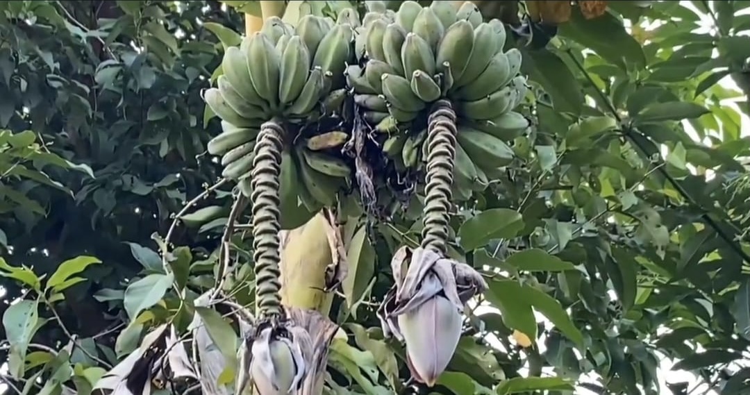 Langka, Pohon Pisang Berbuah Dua Tandan Dua tandan buah pisang dalam satu pohon milik petani di Kampung Cempa, Desa Cilangkap, Kecamatan Kalanganyar, Kabupaten Lebak