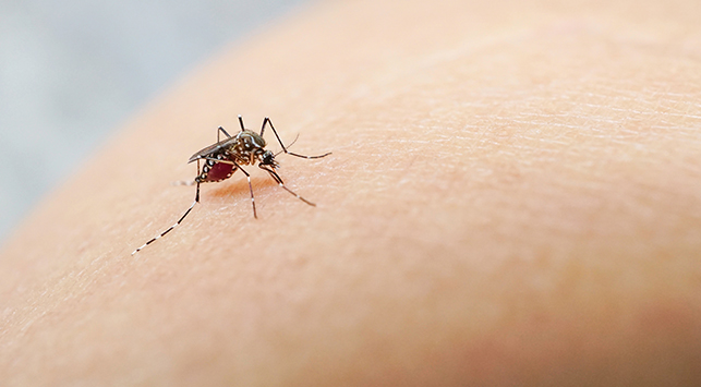 Warga Diminta Waspada Ancaman Chikungunya Ist.
