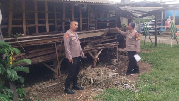 Kambing Ternak Milik Warga di Sawangan Disembelih Maling Foto : Ist