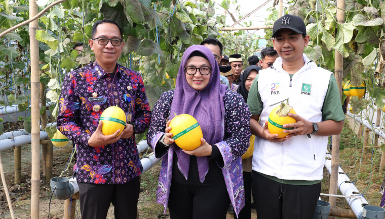 Wakil Bupati (Wabup) Tangerang, Intan Nurul Hikmah, saat membuka dan sekaligus melakukan panen melon Green House Anugerah Farm yang berlokasi di Desa Pasanggrahan Kecamatan Solear, Kamis (7/8).