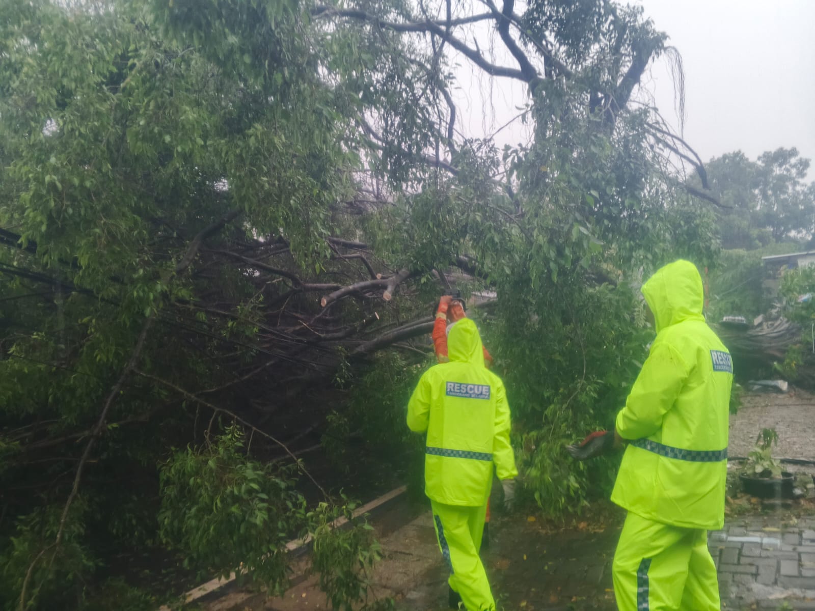 Petugas melakukan evakuasi pohon tumbang di Jelupang, Serpong Utara, Tangsel, Senin (04/08/2025). (Ist)