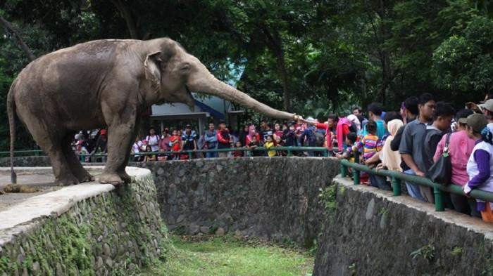 Tiket Ragunan Akan Naik Usai Revitalisasi, Warga Jakarta Dapat Tarif Khusus Gajah salah satu hewan tontonan favorit di pengunjung Ragunan. Foto : Ist