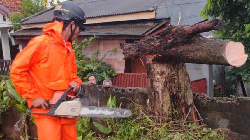Petugas BPBD sedang melakuka. Pembersihan terhadap pohon tumbang di sejumlah wilayah akibat musim hujan.
