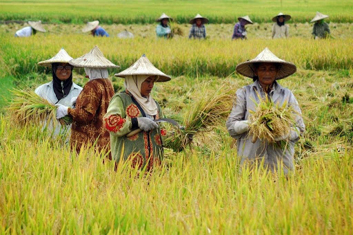 Industri Pertanian. Foto : Ist