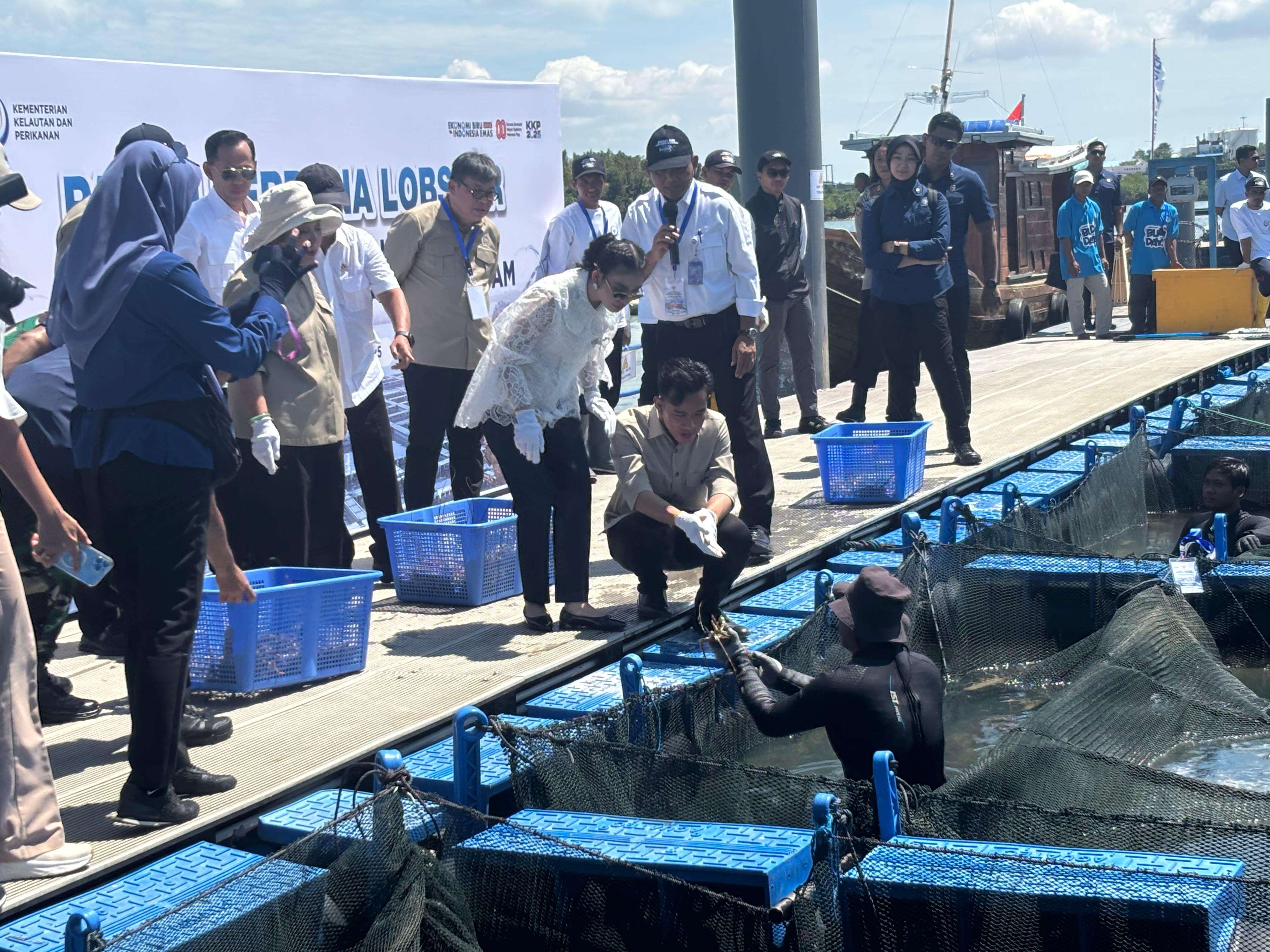 Wapres Gibran Panen Perdana Lobster Di BPBL Batam Wapres Gibran panen perdana lobster di Balai Perikanan Budi Daya Laut (BPBL) Batam. Foto : Ist