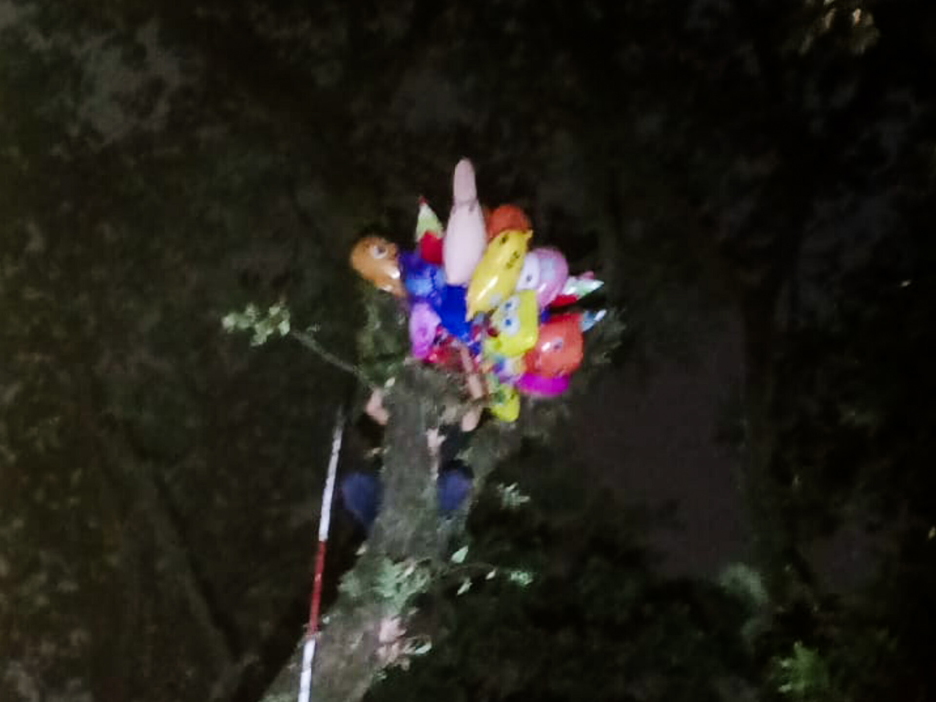 Petugas Damkar Tangsel Bantu Pedagang Ambil Balon yang Tersangkut di Pohon 15 Meter Foto : Istimewa