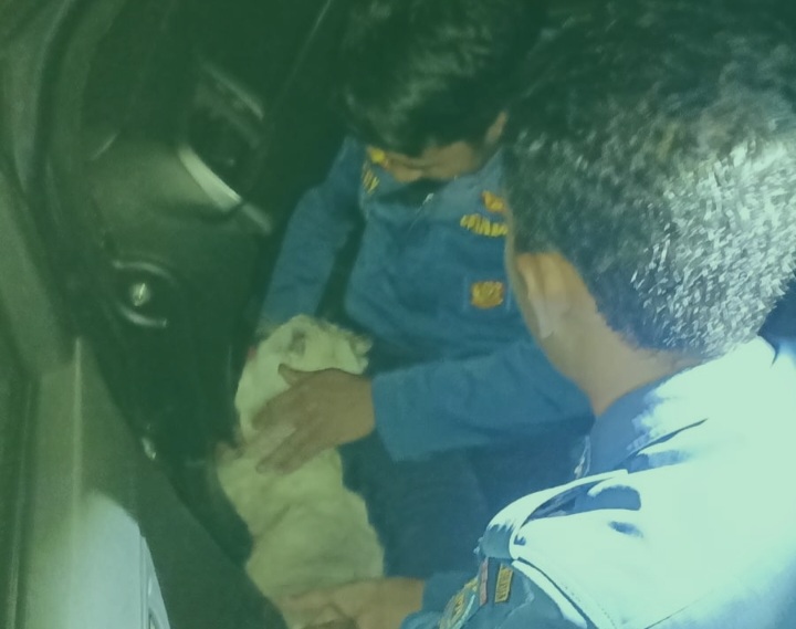 Petugas Damkar Tangsel Evakuasi Kucing yang Terjebak di Dalam Dasbor Mobil Foto : Ist