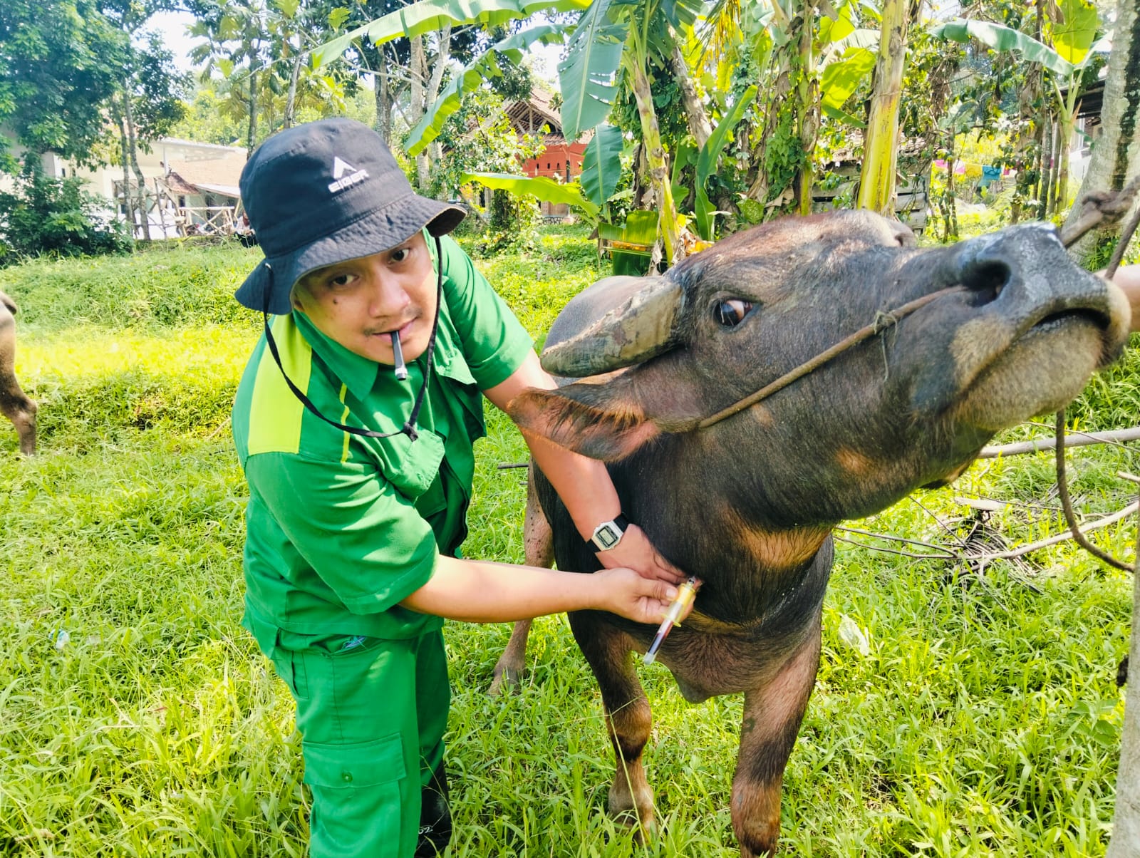 Tim B-Vet Subang Perkuat Pengendalian Penyakit Hewan di Pandeglang Tim Balai Veteriner Subang Jawa Barat melakukan pengambilan sampel darah kerbau di Kelurahan Pagadungan Kecamatan Karangtanjung Kabupaten Pandeglang, Kamis (9/10/2025).(Istimewa)