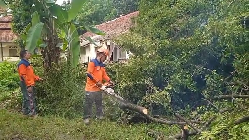 Petugas dari BPBD Lebak tengah mengevakuasi pohon trembesi yang tumbang, dan menimpa asrama polisi hingga hancur, Kamis (20/11).