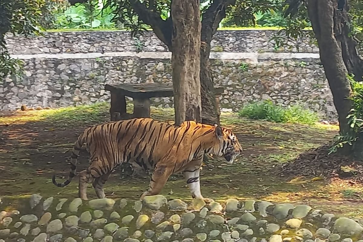 Binatang koleksi Ragunan Harimau. Foto : Ist