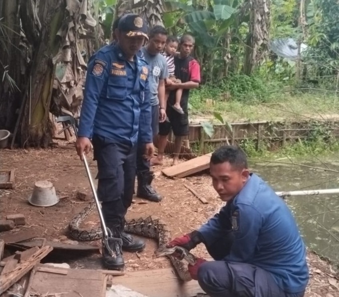 Ular Sanca Telan Ayam di Rawa Buntu, Dievakuasi Tim Damkar Tangsel Foto : Ist