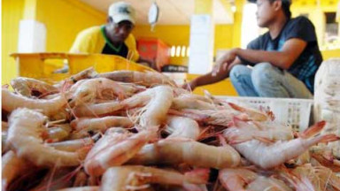 Ilustrasi. Foto : Ist