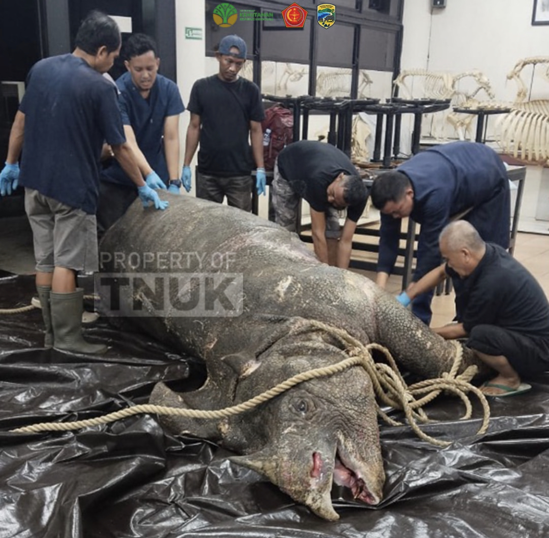 Pasca mati, Badak Jawa Cula Satu bernama Mustofa saat hendak lakukan penelitian/pemeriksaan penyebab kematiannya, di Laboratorium Anatomi IPB, Sabtu (8/11) lalu.