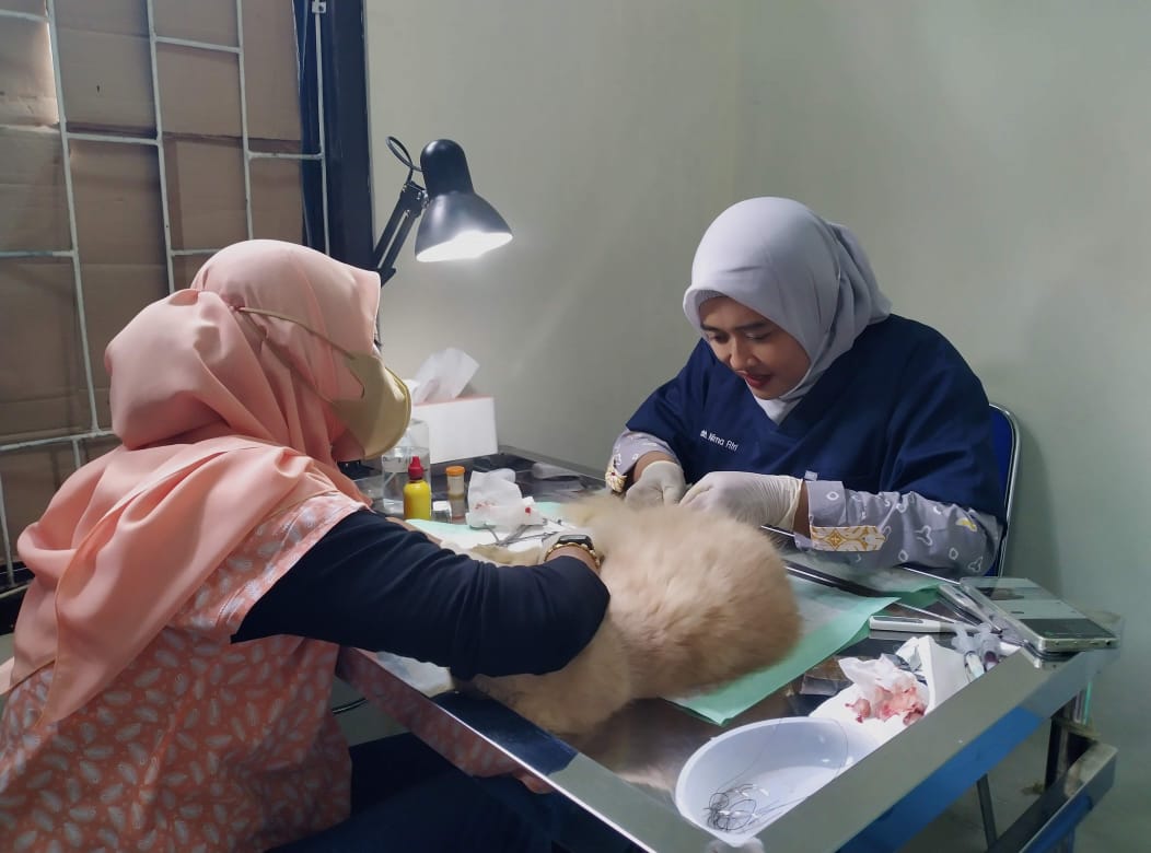 Petugas medis Puskeswan Pandeglang melakukan pemeriksaan kesehatan hewan.(Dok. Puskeswan Pandeglang)