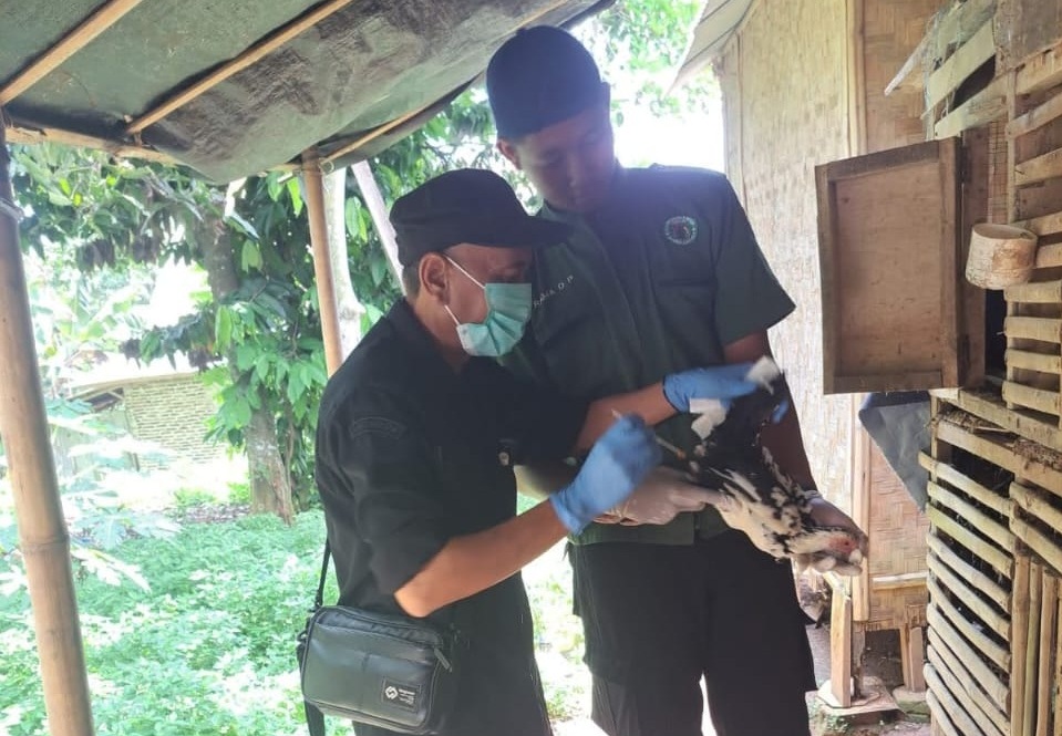 Pemeriksaan unggas warga oleh Tim Keswan B-Vet Subang di Pandeglang beberapa waktu lalu. (foto: Istimewa)