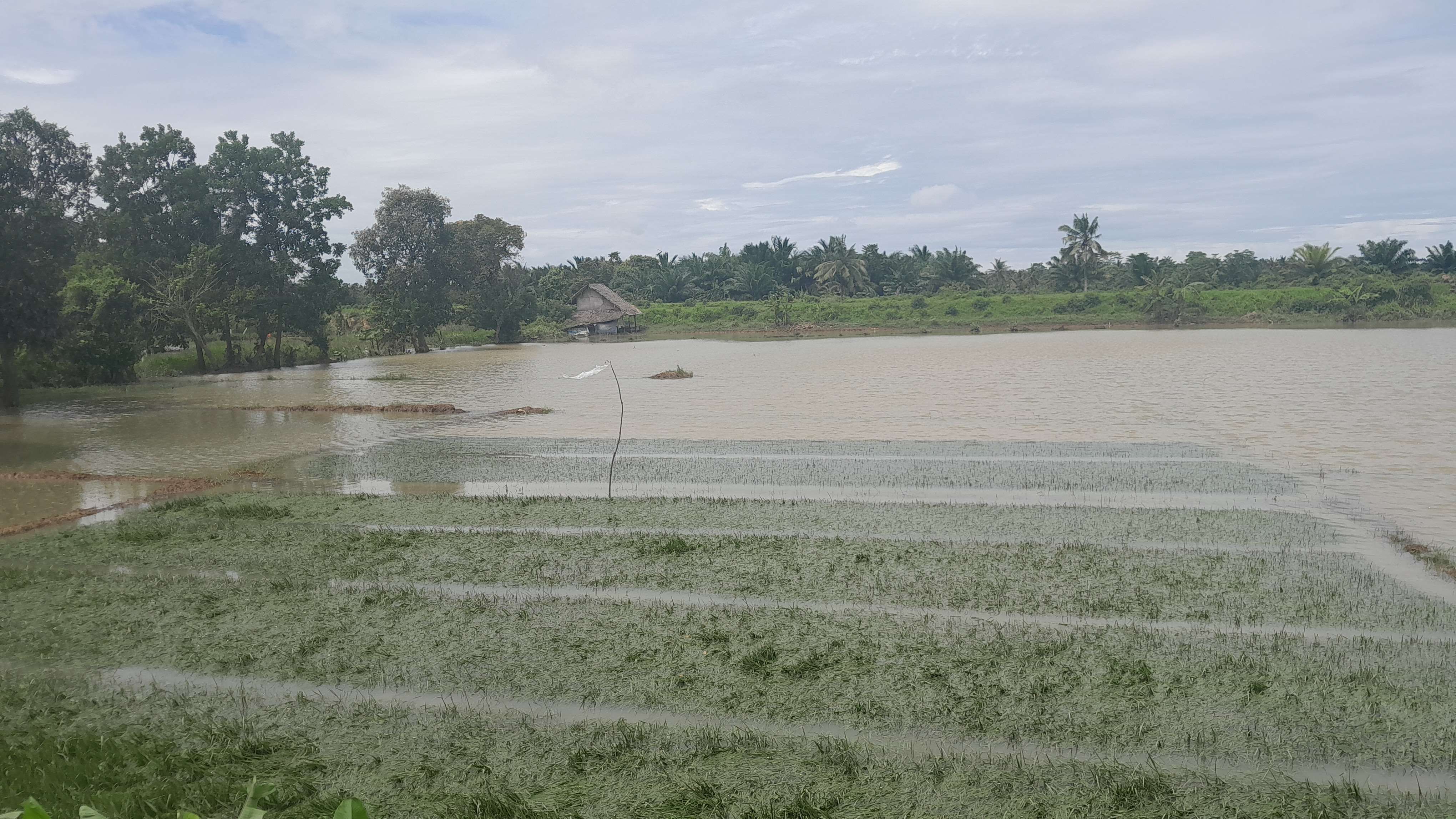 TERENDAM BANJIR. Kondisi persawahan yang ditanami padi di wilayah Kabupaten Pandeglang, telah terendam banjir, beberapa waktu lalu.
