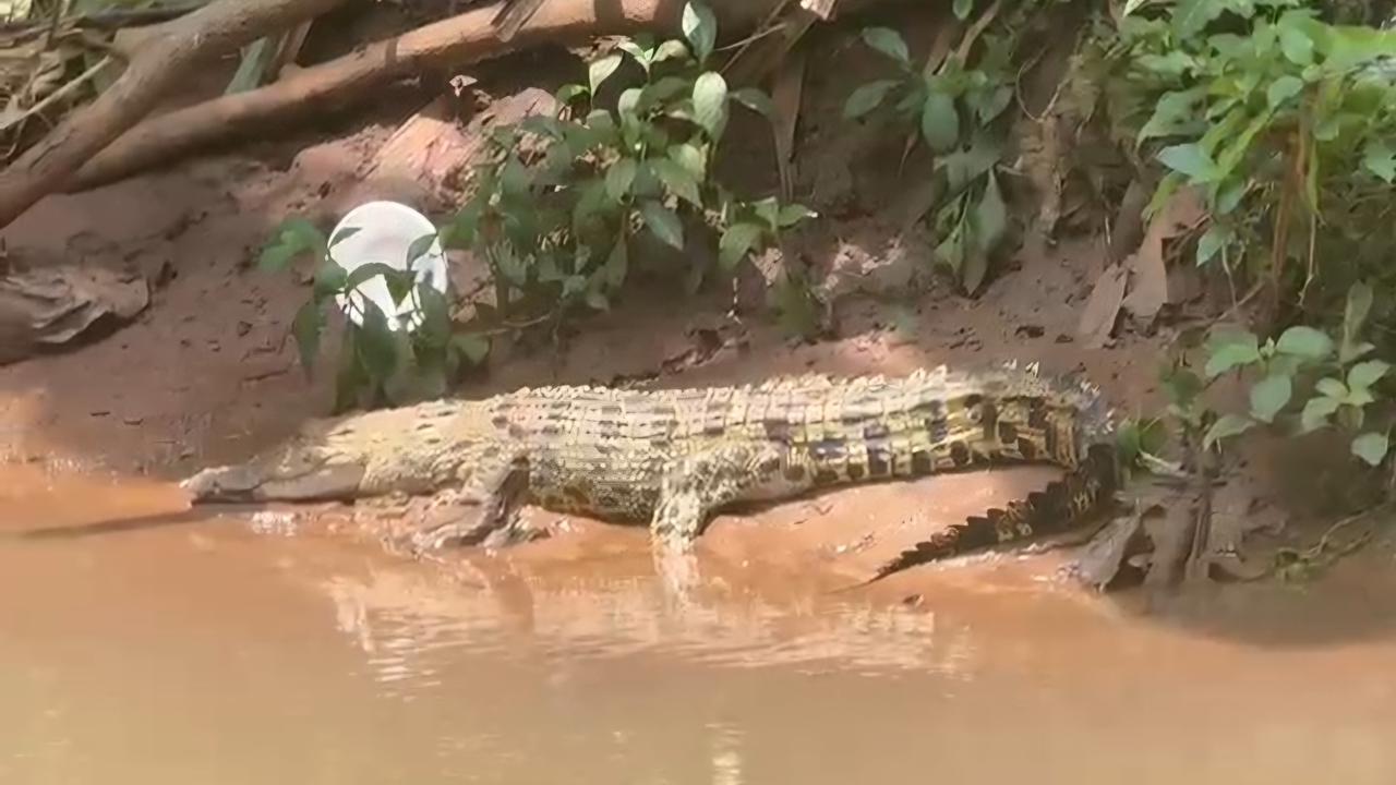 Penampakan buaya Lisa yang sedang berjemur di Kali Caringin, Depok. Foto : Ist