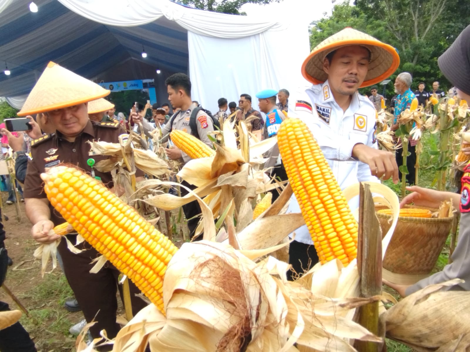 Suasana panen raya jagung di Kampung Ciwiru, Kelurahan Cigoong, Kecamatan Walantaka, Kamis (8/1/2026).(Istimewa)