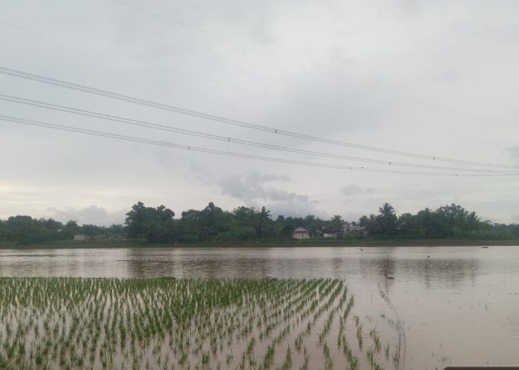 Ilustrasi. Foto : Ist