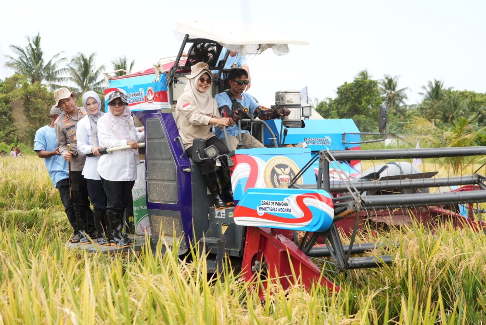 MEMANEN. Bupati Pandeglang Raden Dewi Setiani bersama para pihak lainnya, sedang memanen padi menggunakan komben, di area pesawahan di Desa Sukarame, Kecamatan Carita, Kabupaten Pandeglang, Rabu (11/2)