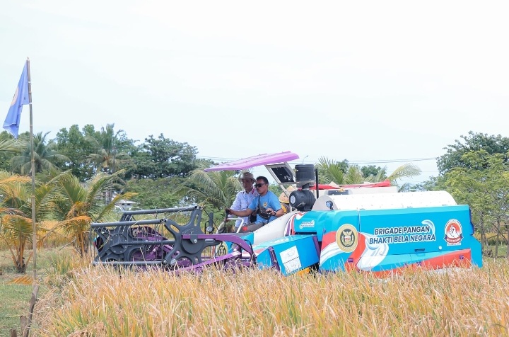 Panen raya padi organik varietas PS-08. Foto : Ist