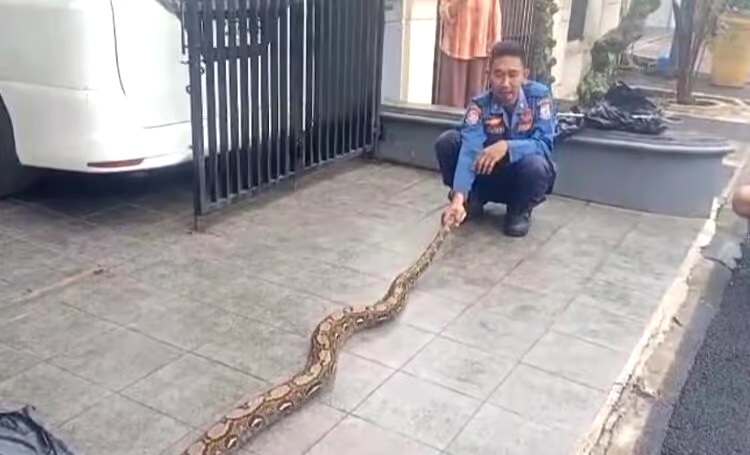 Ular Sanca 4 meter berhasil diamankan Petugas Damkar Tangsel di Komplek Vila Dago. Foto : Ist